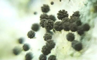抗菌抑菌作用硅藻泥，改善居住微生物環(huán)境